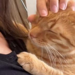 ママに抱っこされて『幸せそうな表情をする甘えん坊猫』→帰ってきた娘に猫吸いされると…まさかの反応が12万再生「めっちゃ笑ったｗ」