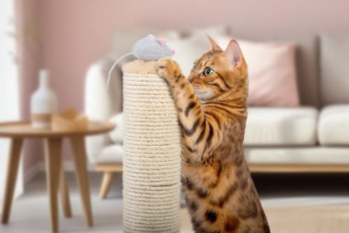 爪とぎポールと猫