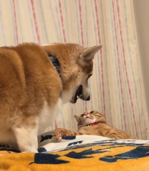 潰れる猫
