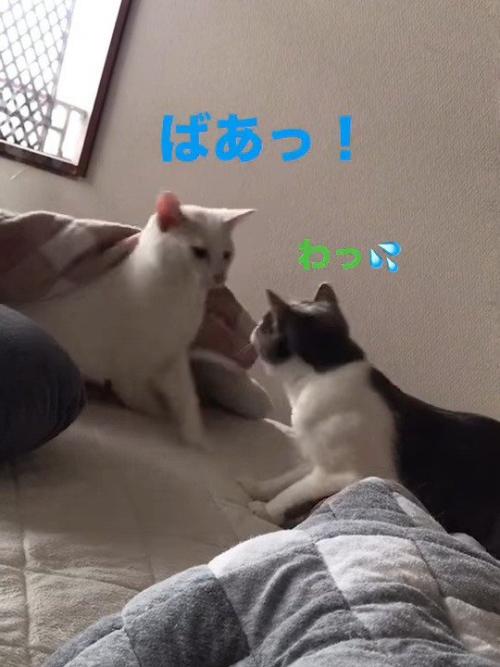 布団から出てきた猫