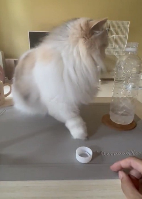 飼い主さんの方を見ずに蓋を返す猫