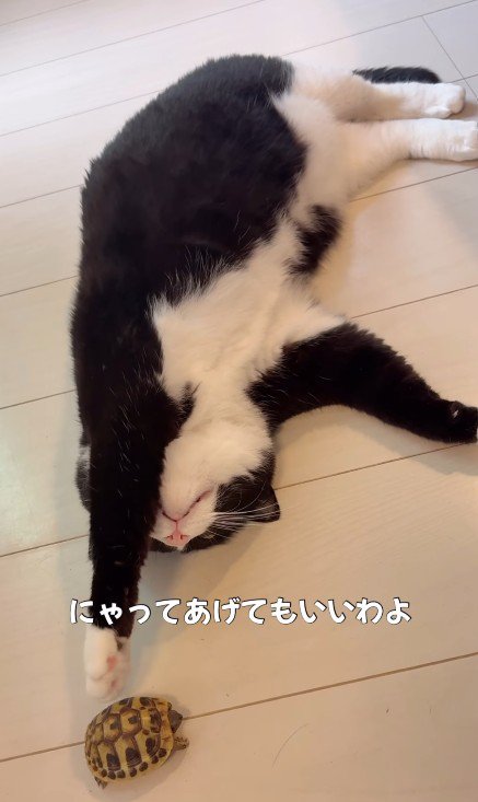 亀を触る猫