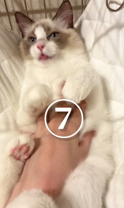おなかをなでられる猫