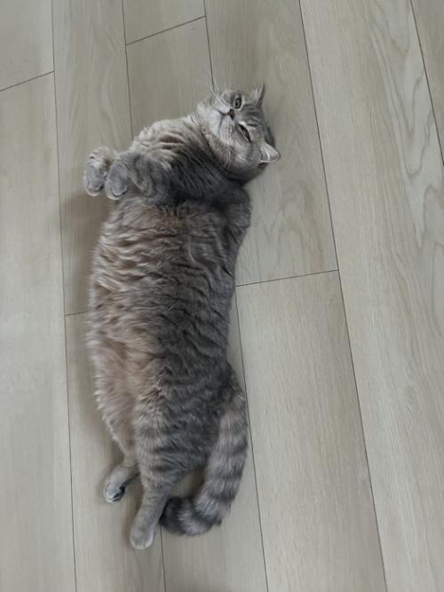 お腹を出して寝転がるキジトラ猫