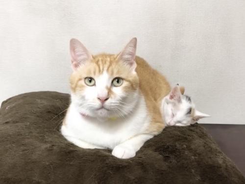 優しいまなざしの先住猫