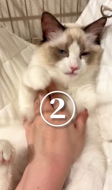 おなかをなでられる猫