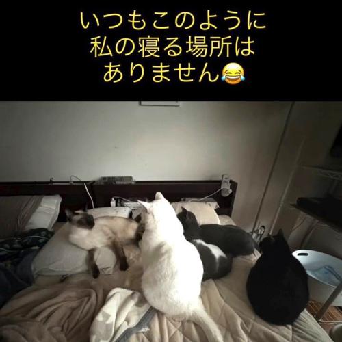 たくさんの猫が乗ったベッド