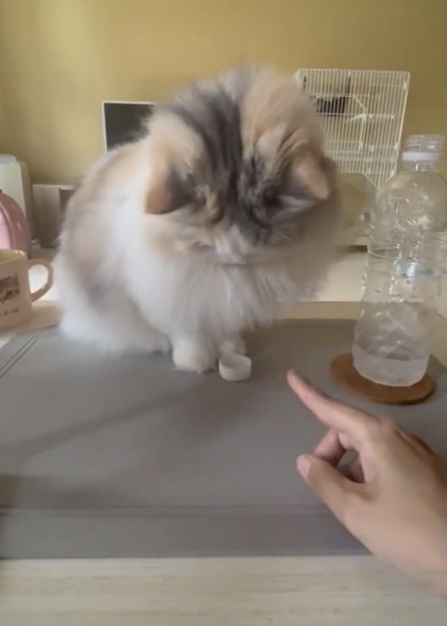 器用に蓋を扱う猫