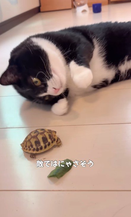亀を眺める猫