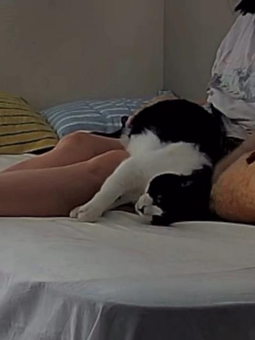 人のひざの上で横になる猫