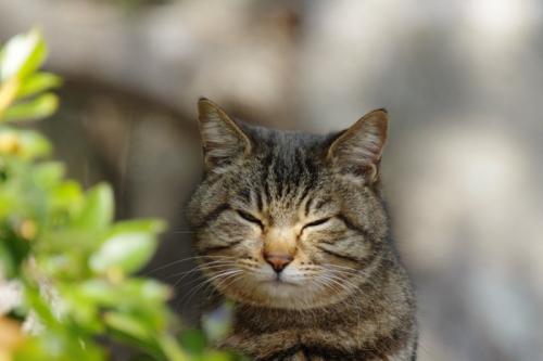 眩しそうな猫