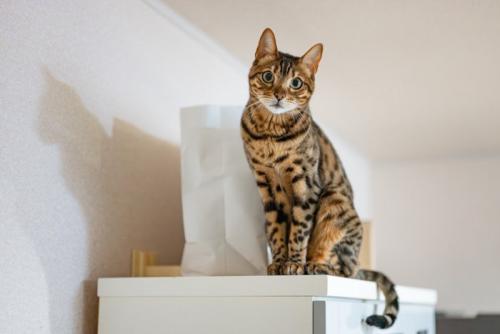 目を丸くして座っている猫