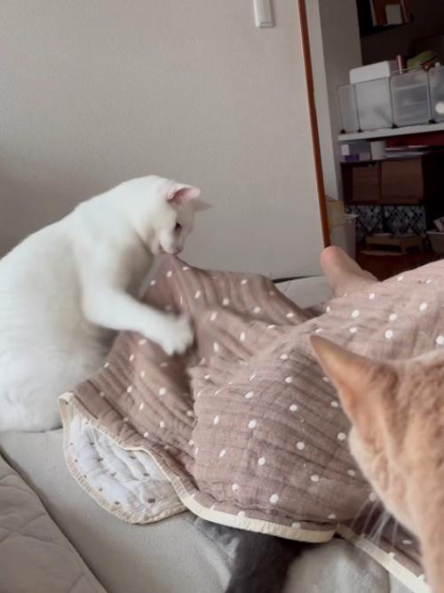 布団を噛む猫