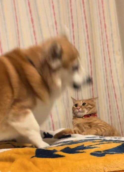 怒る犬と怯える猫