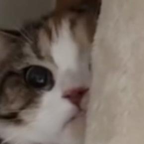 飼い主の不在中、『妹の彼氏』と対面することになった猫…可愛すぎる『まさかの行動』が95万再生「木になってるｗ」「消えていったｗ」