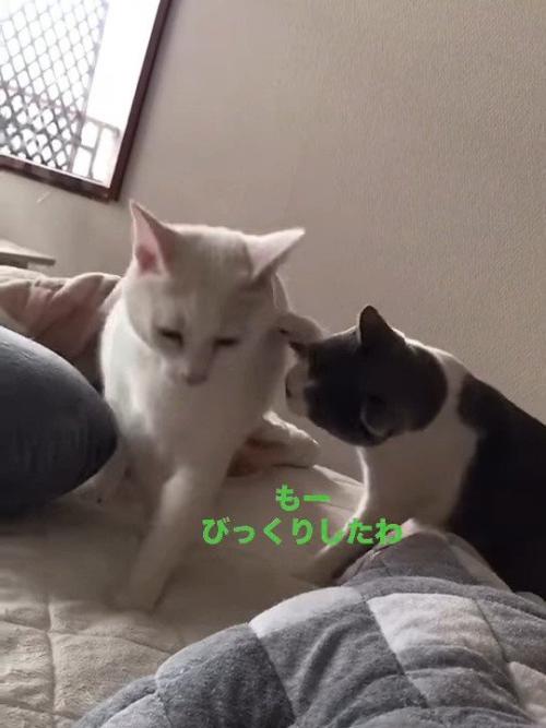 白猫に前足で触る猫