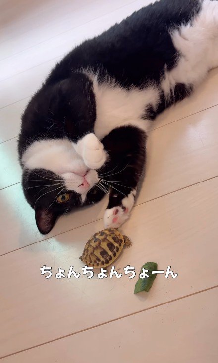 亀を触る猫