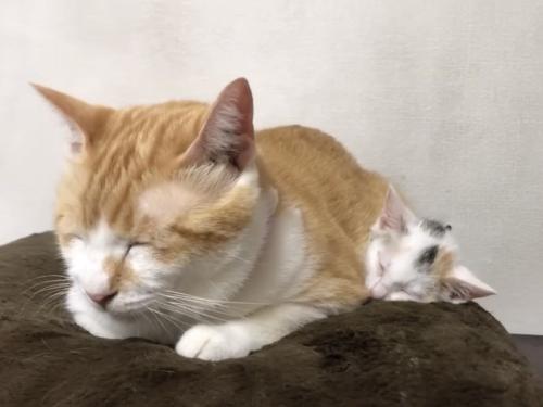 熟睡する先住猫と子猫