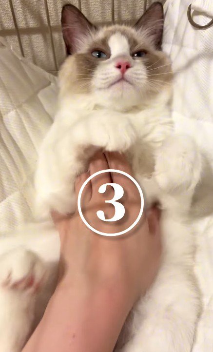 おなかをなでられる猫