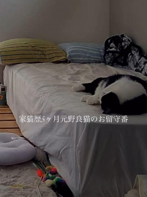 ベッドで寝ている猫