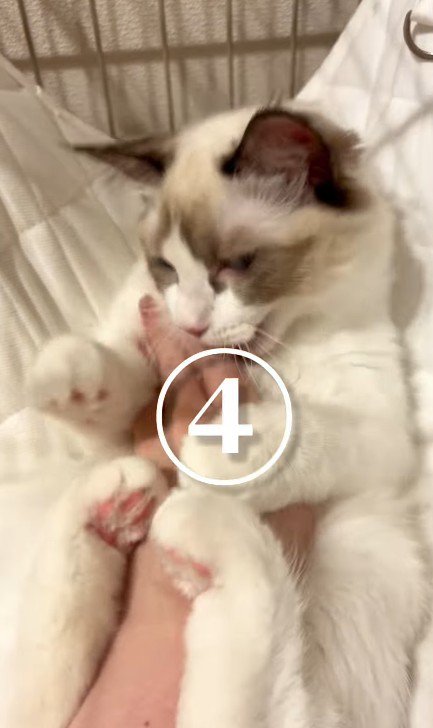 おなかをなでられる猫
