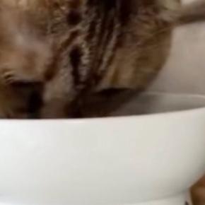 外で暮らしていた猫を家族に迎えて３年→食事中の様子を見ると……思わず笑ってしまう『体勢』に「クセが強いｗ」「怠惰になっていくね」の声