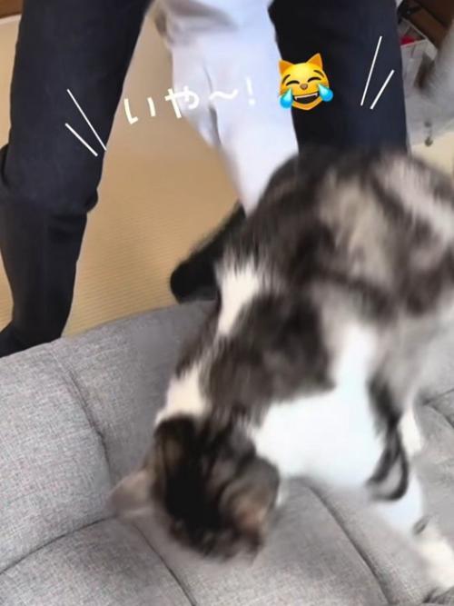 持ち上げられる猫