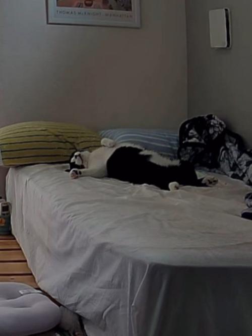 ベッドで仰向けの猫