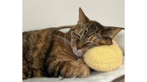 室内にいる猫