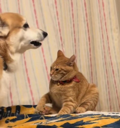 ビビる猫