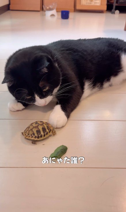 亀を触る猫