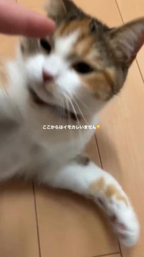 飼い主の指にパンチする猫