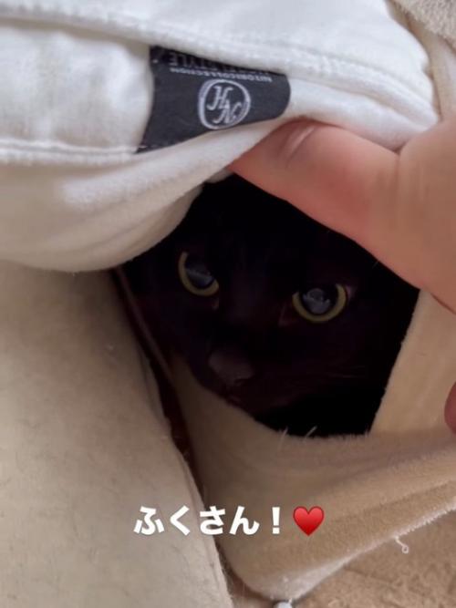 枕カバーの中にいる猫