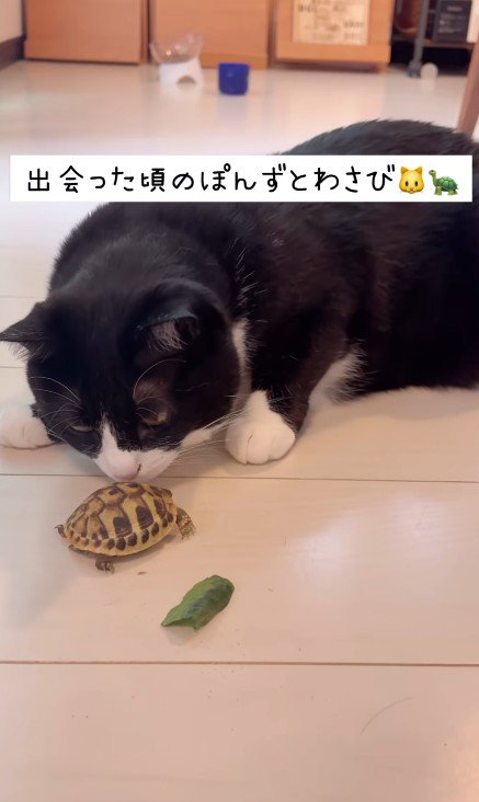 亀の匂いを嗅ぐ猫