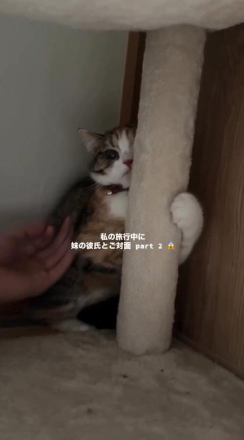 キャットタワーにしがみつく猫