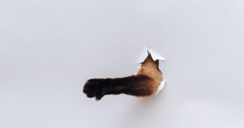 穴から出てきた猫の手