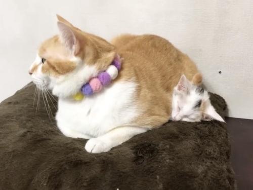 先住猫の体の下で眠る子猫