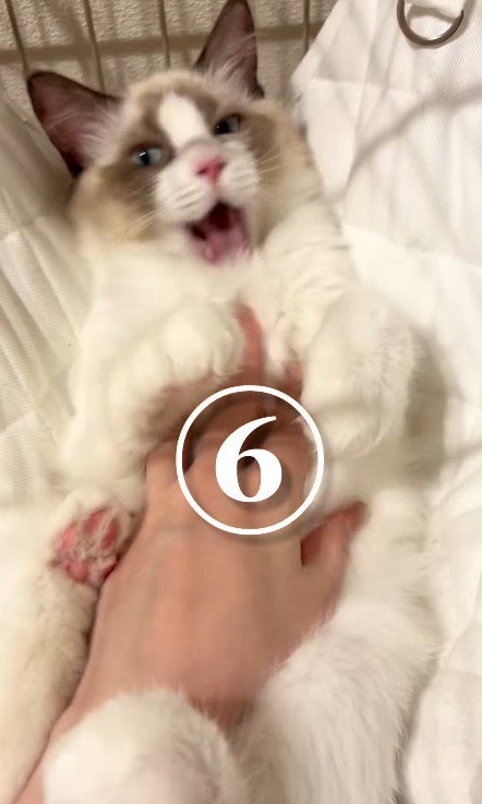 おなかをなでられる猫