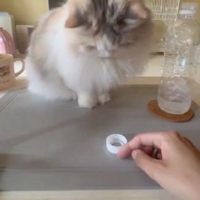 猫と『ペットボトルの蓋』を使って遊んだ結果…ずっと見ていたくなる『微笑ましい光景』が120万表示「めっちゃ時間経つやつ」「楽しそうｗ」