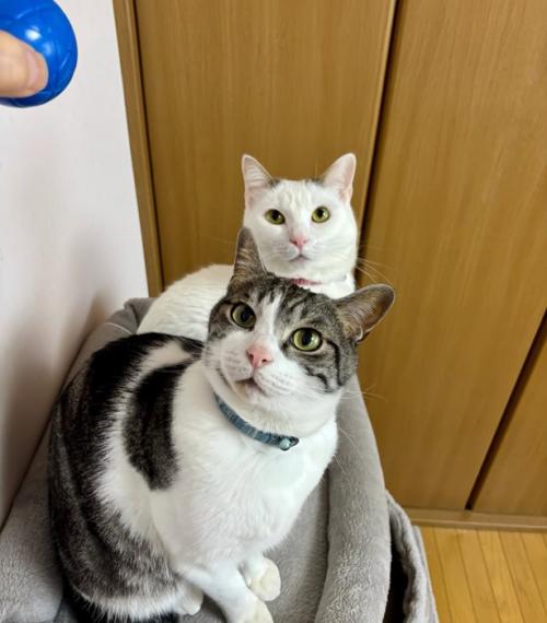 上を見る猫