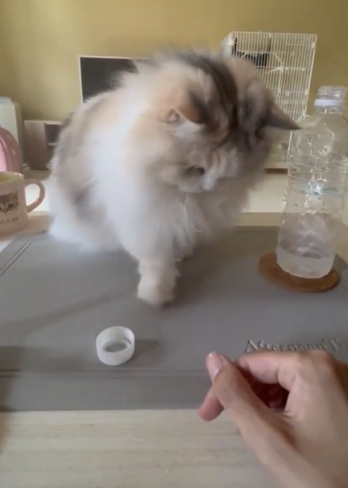 ペットボトルの蓋でラリーを続ける猫