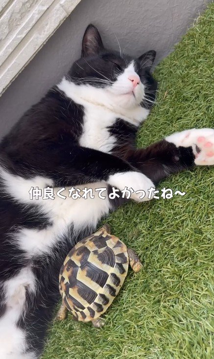寝ている猫と亀