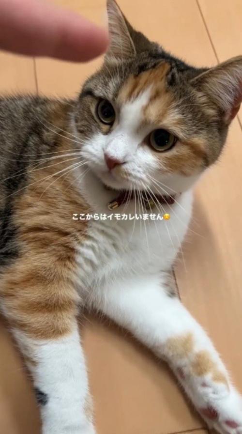 猫に指を近づける飼い主