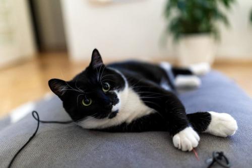 横になって顔をあげる猫