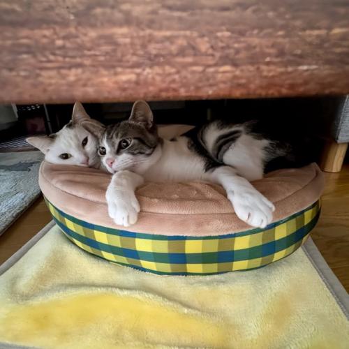 猫ベッドに横になる猫