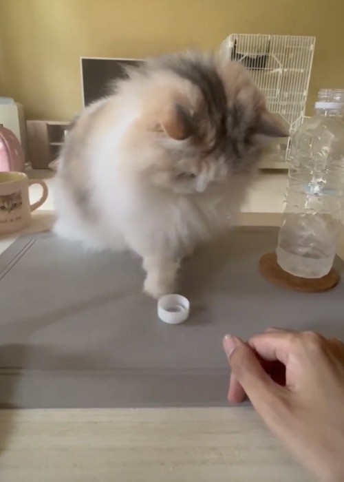 蓋を飼い主さんの方に返す猫