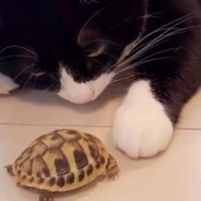 猫が新しく家族に加わった『亀』と初めて対面した結果…心温まる反応と尊すぎる『半年後の光景』が53万再生「優しい世界」「涙が出た」
