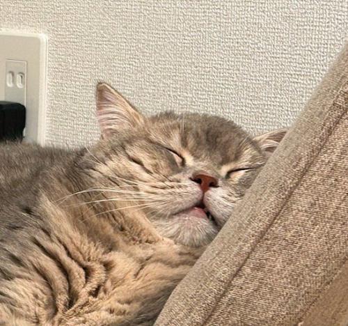 眠っているキジトラ猫の顔