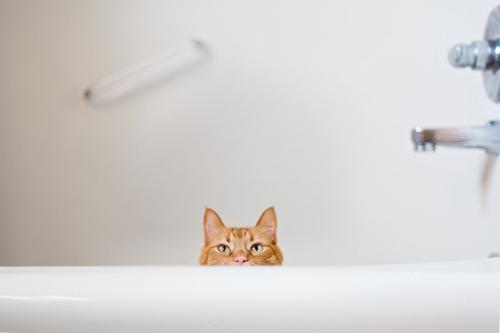 浴室にいる猫