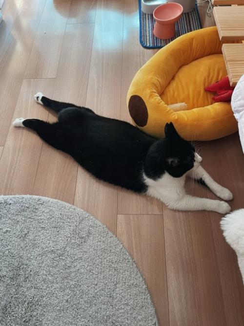 後ろ足を後ろに伸ばす猫